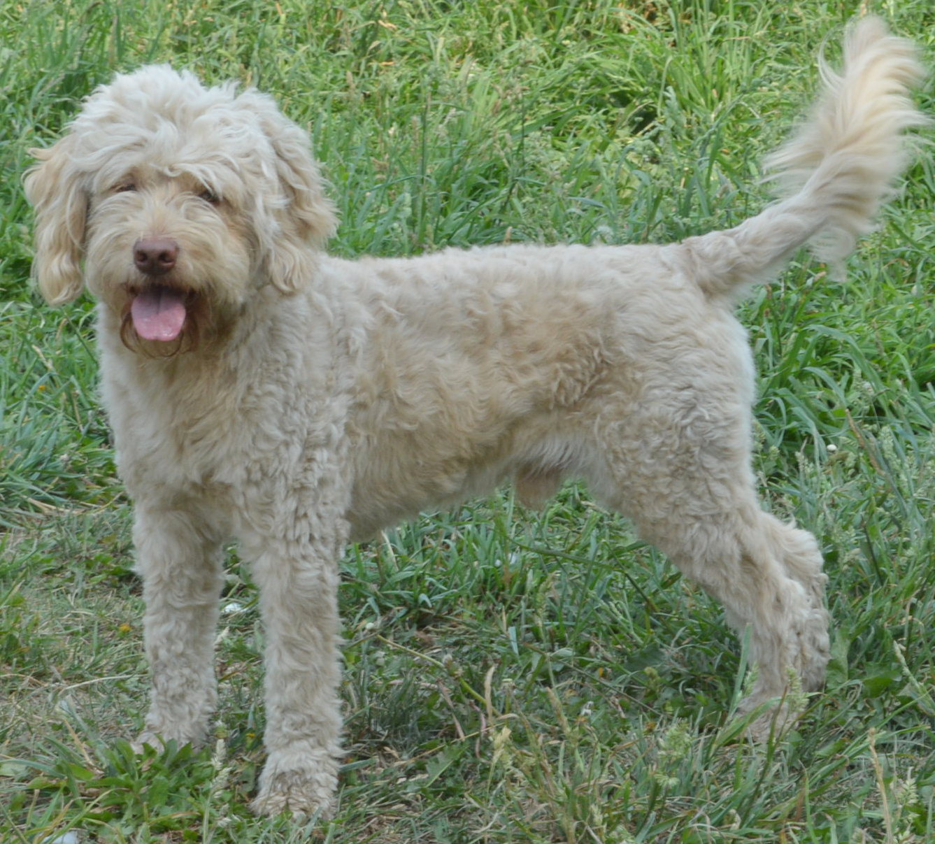 Doodled by Design Aussiedoodles ADULT ADOPTIONS