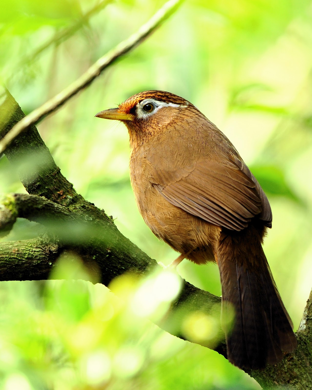 Burung Hwamei (Wambi) - Chinese Hwamei or Melodious
