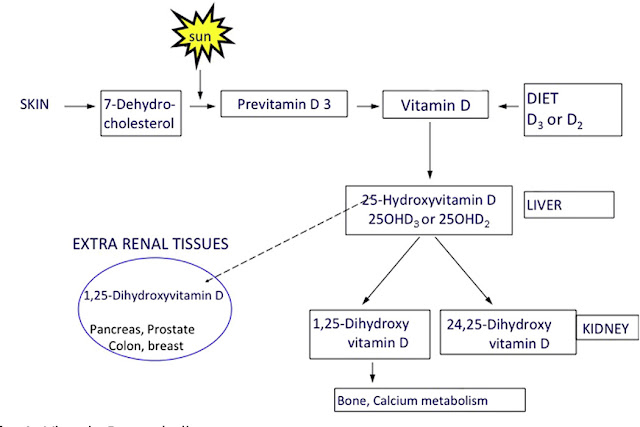 Vitamin D Metabolism
