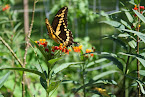 Swallowtail Butterfly