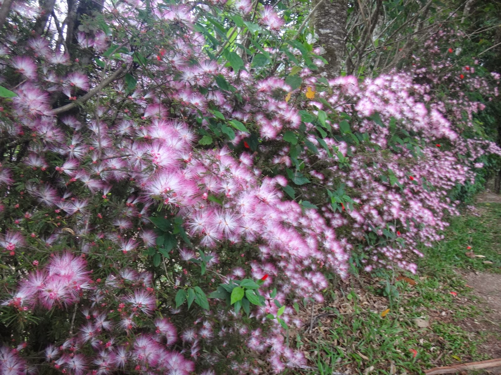Uma flor por dia: Caliandra-rosa