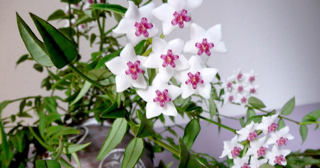 Hoya Carnosa Common Name Waxplant, Hindu Rope, Waxflower, Waxvine