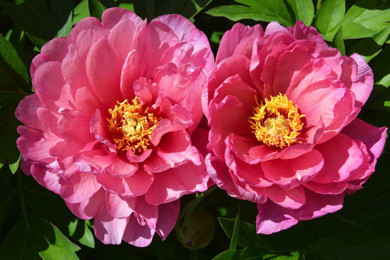 Southern Peony 2018 Peony 'Pink Double Dandy' aka 'Keiko' for Sale at