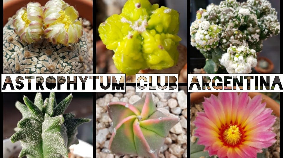 Astrophytum Club Argentina