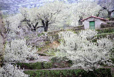 Cerezo en flor 2019. Valle del Jerte