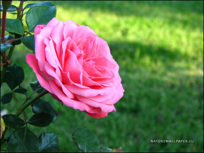Free Wallpaper Best Pink Rose Wallpaper