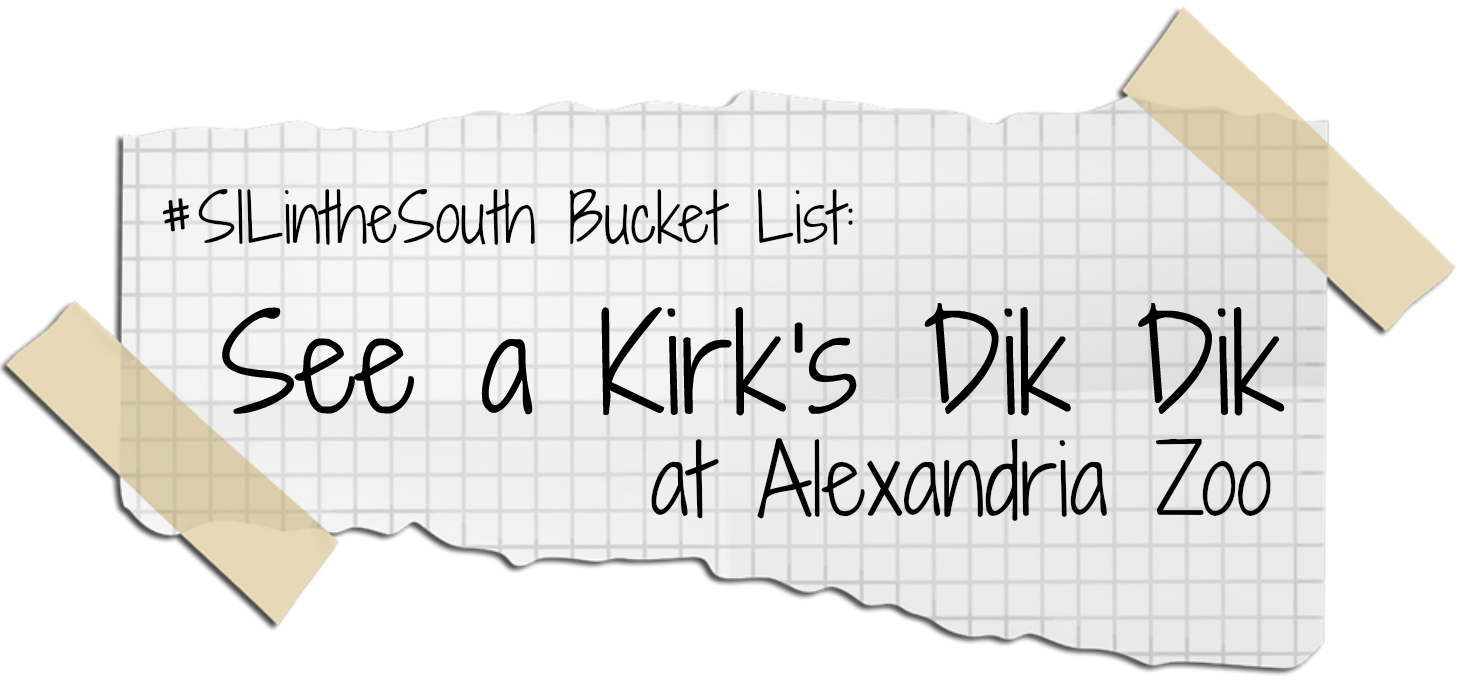 See a Kirk's Dik Dik at Alexandria Zoo - Louisiana Summer Bucket List