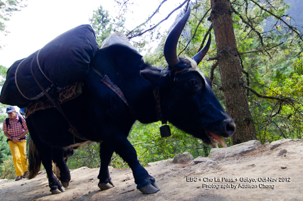 Dzong, not Yak Dzong, not Yak