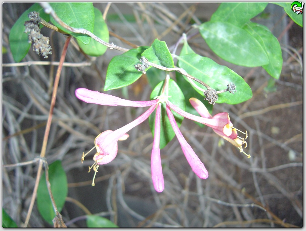 UNL Woody Plants Vines & Ground Covers