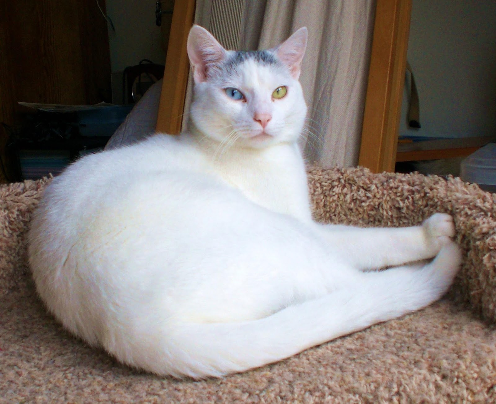 Can Cat Microchips Stop Working Can Cat Microchips Stop Working