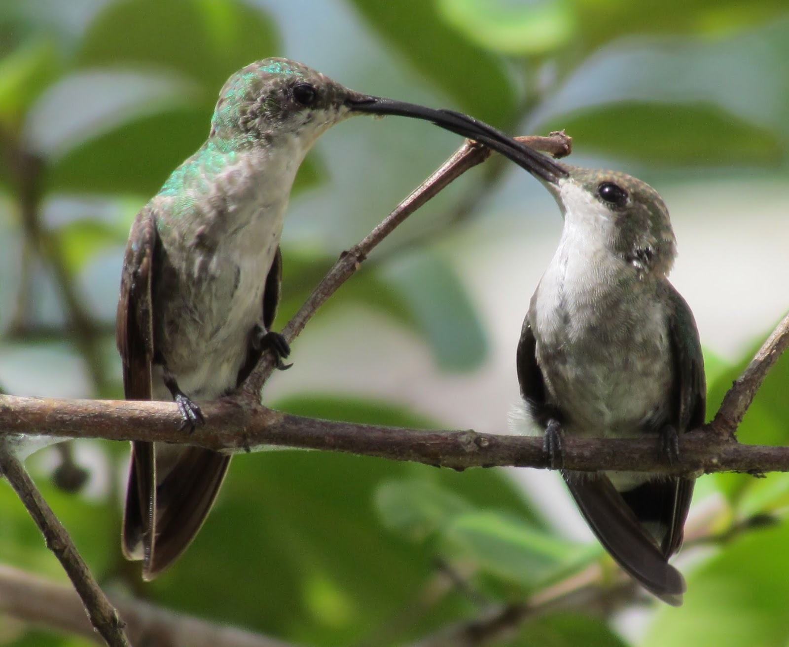 Foto Blog Puerto Rico Fotos de Aves en Puerto Rico