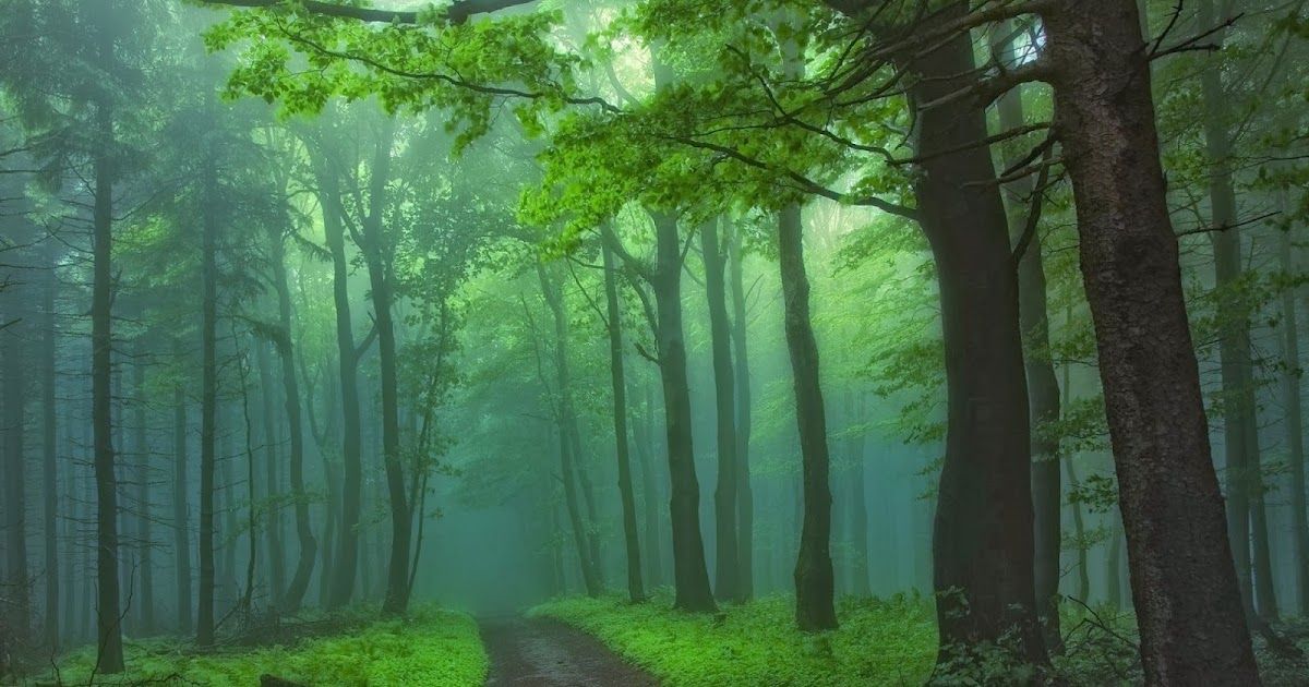 Ultieme voorbeeld Geruïneerd HD Wallpapers: Wallpaper: pad in groen bos