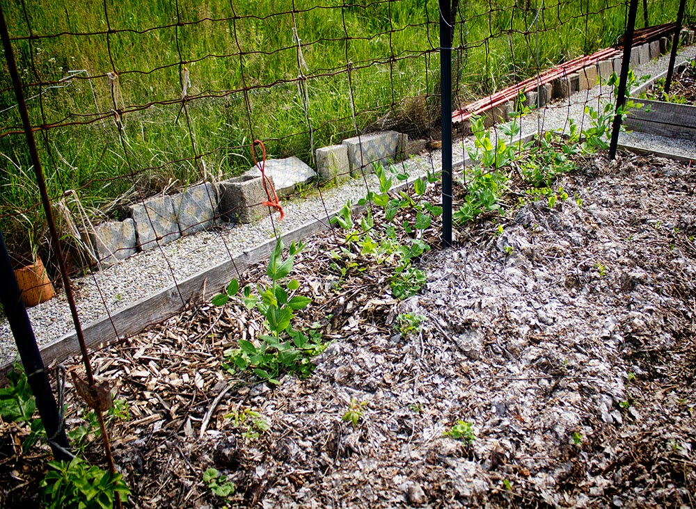 Rurification Robin Edmundson Onions and Peas Planted Together