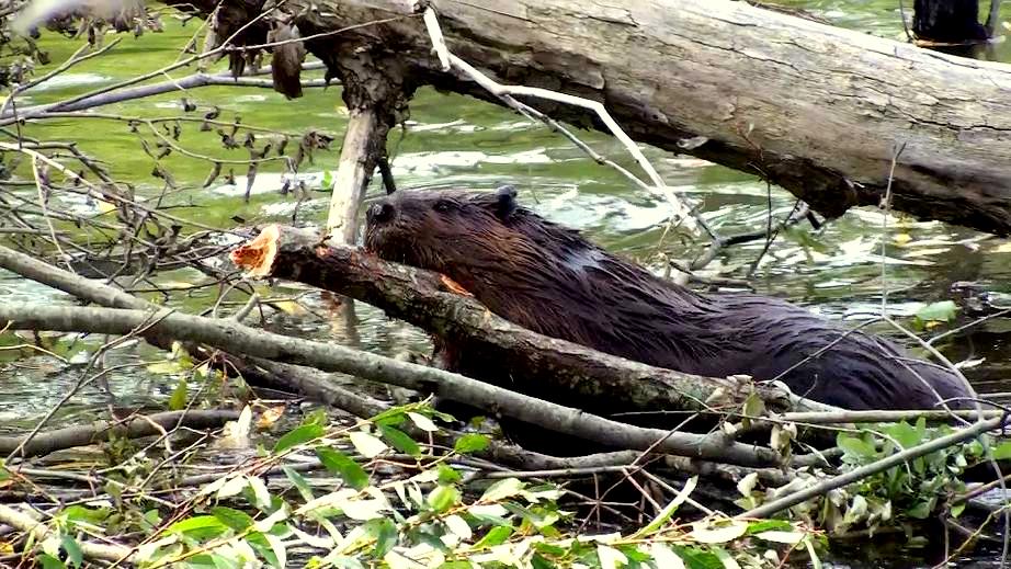 Tales From The Wilds: The Beaver's Winter Forecast?