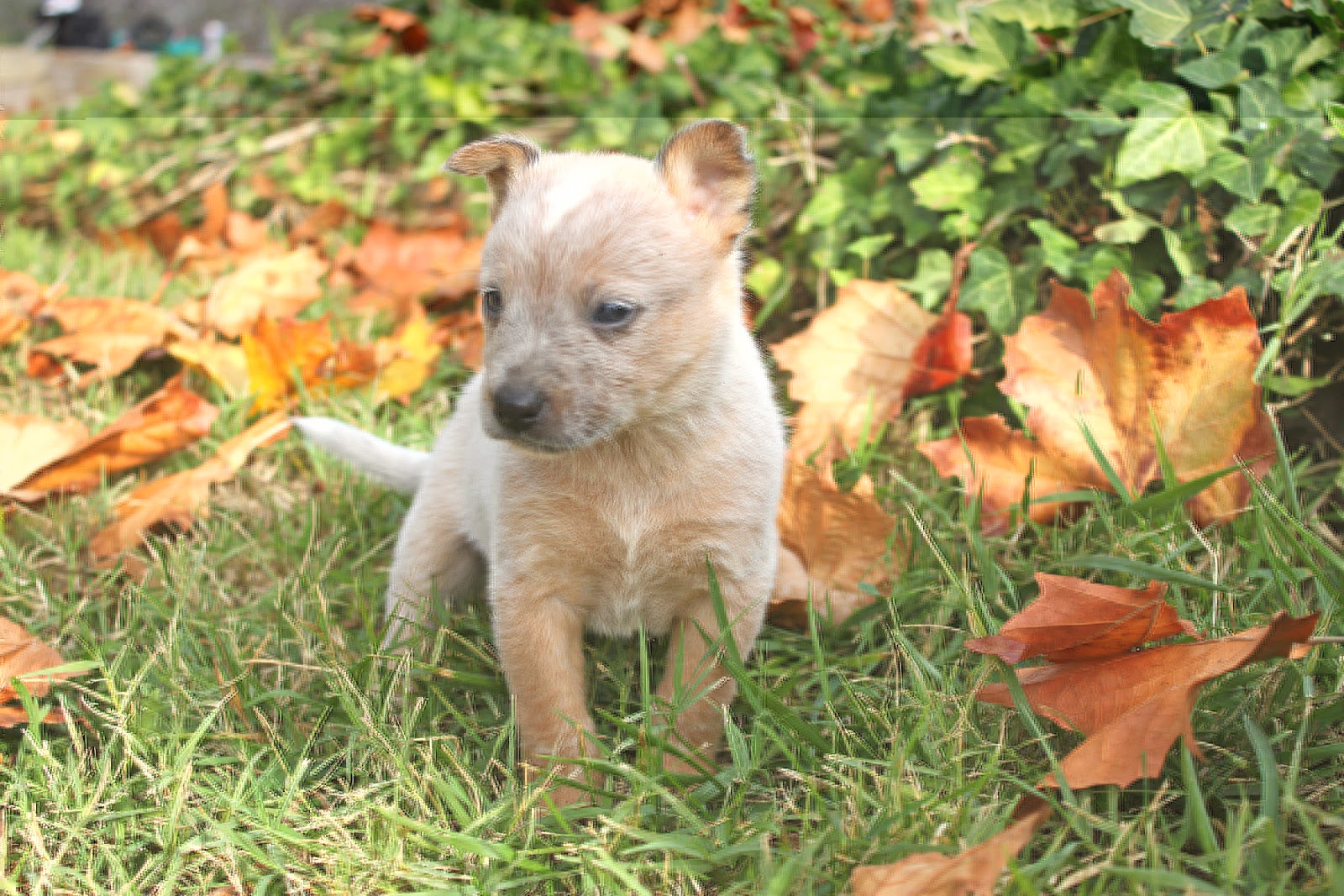 Queensland Heeler Puppy Dogs For Sale in Ventura County, Southern