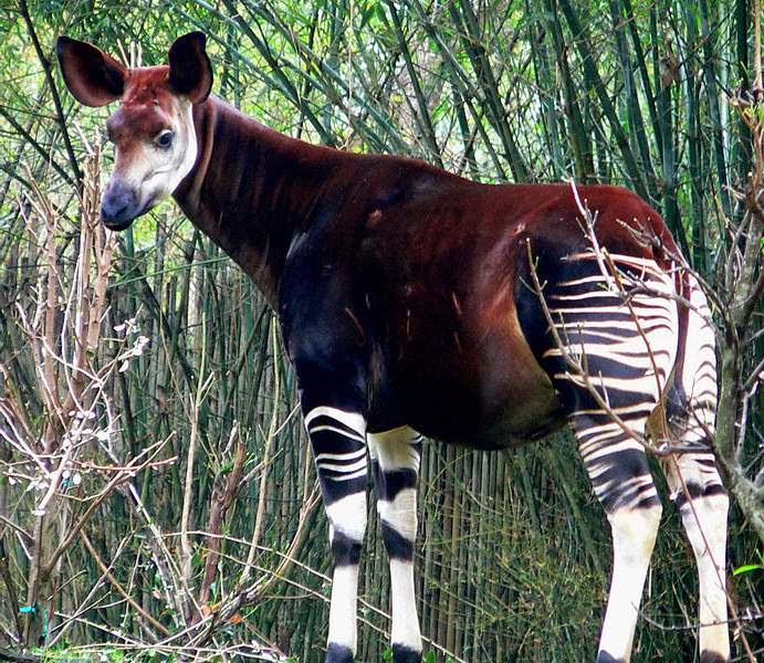 Patrimonio de la Humanidad: Reserva de fauna de okapis. República ...