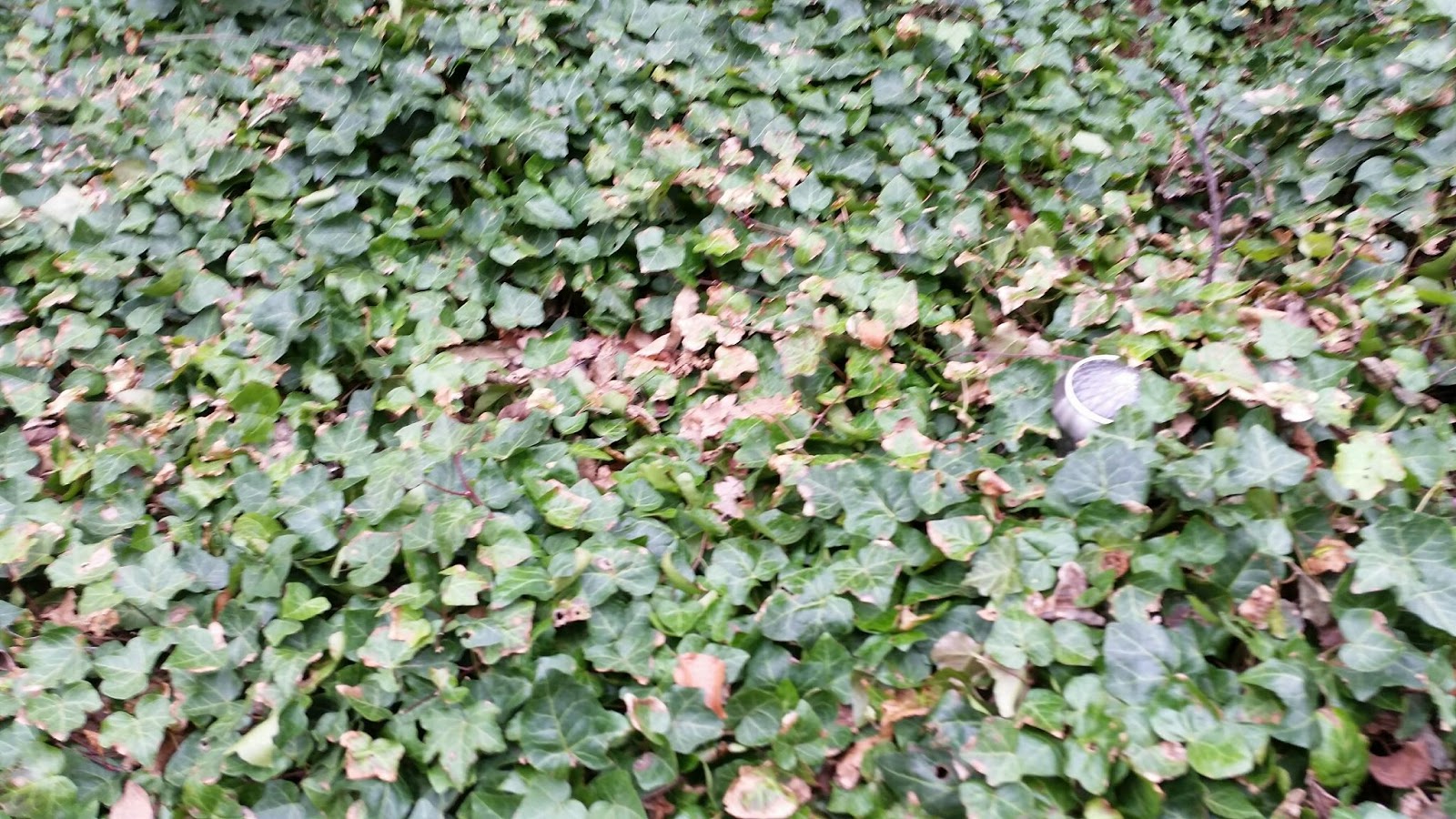 Noltanien Gegen Efeu Ist Kein Kraut Gewachsen