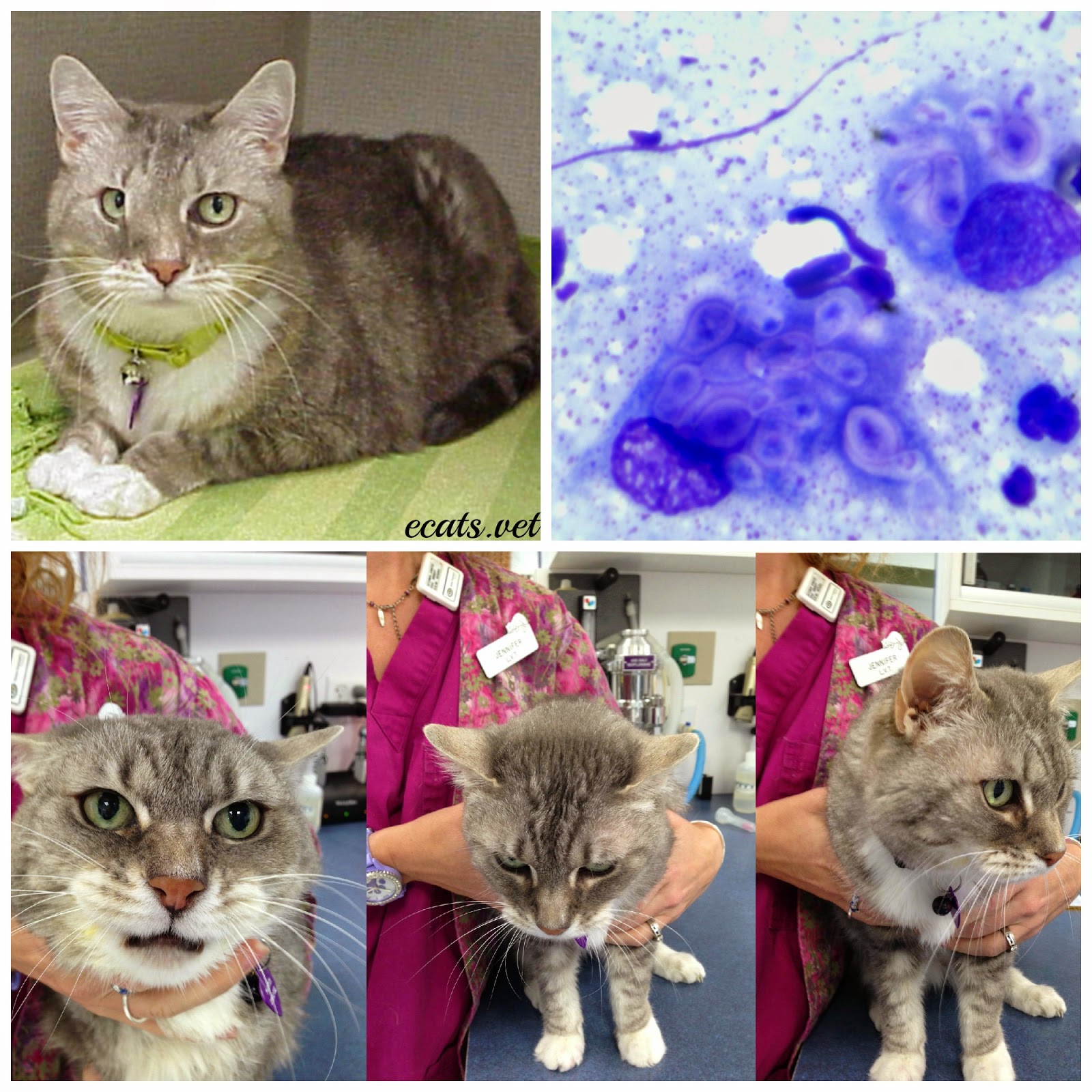 Exclusively Cats Veterinary Hospital Blog Chronic Nasal Discharge in Cats