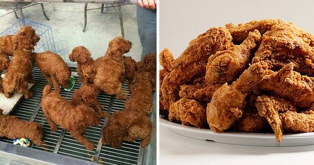 Puppies and Fried Chicken