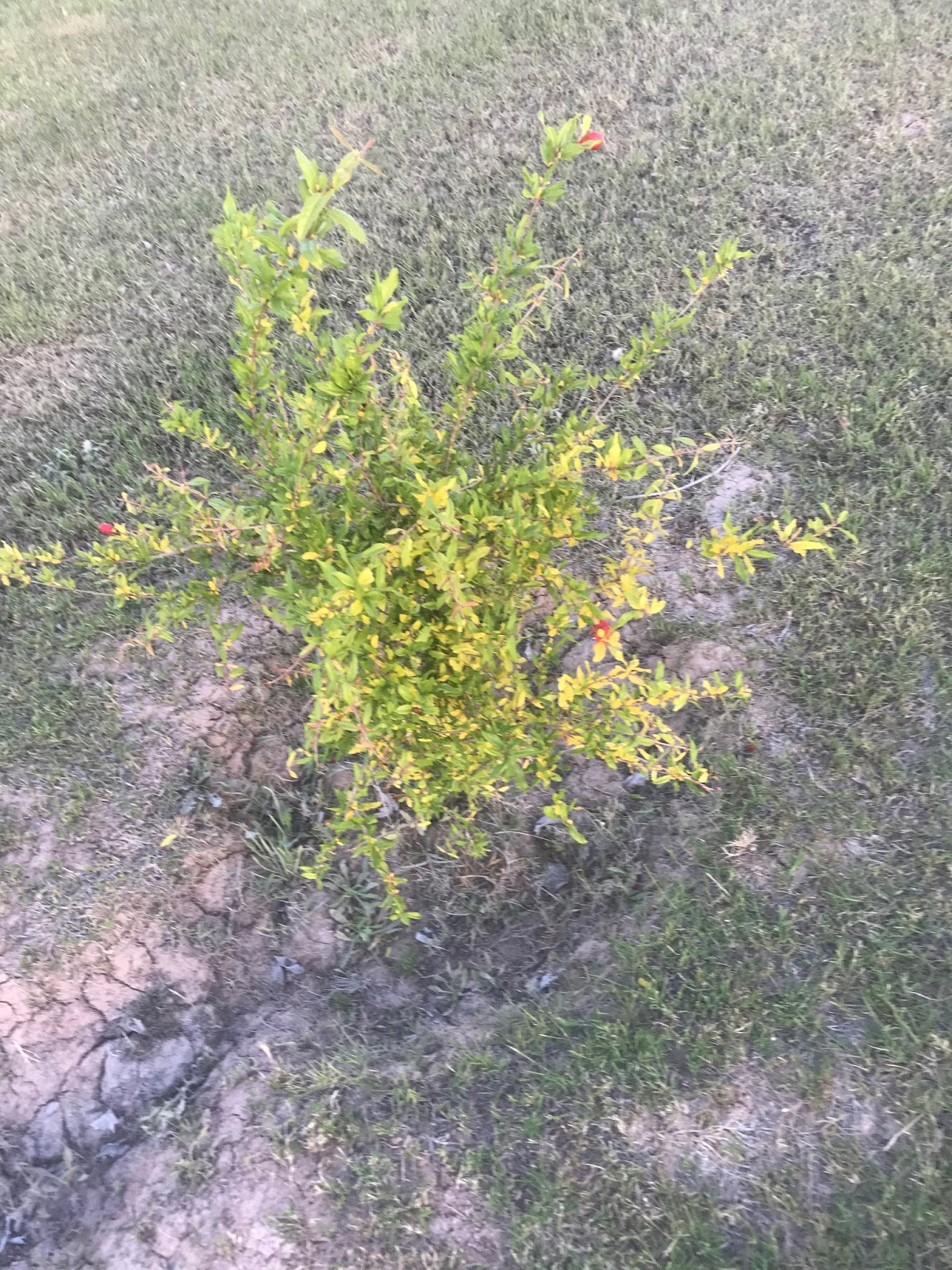 Xtremehorticulture of the Desert Leaf Yellowing of Pomegranate Could