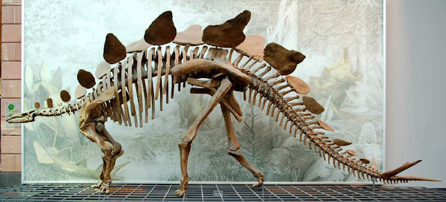 Esqueleto de Stegosaurus