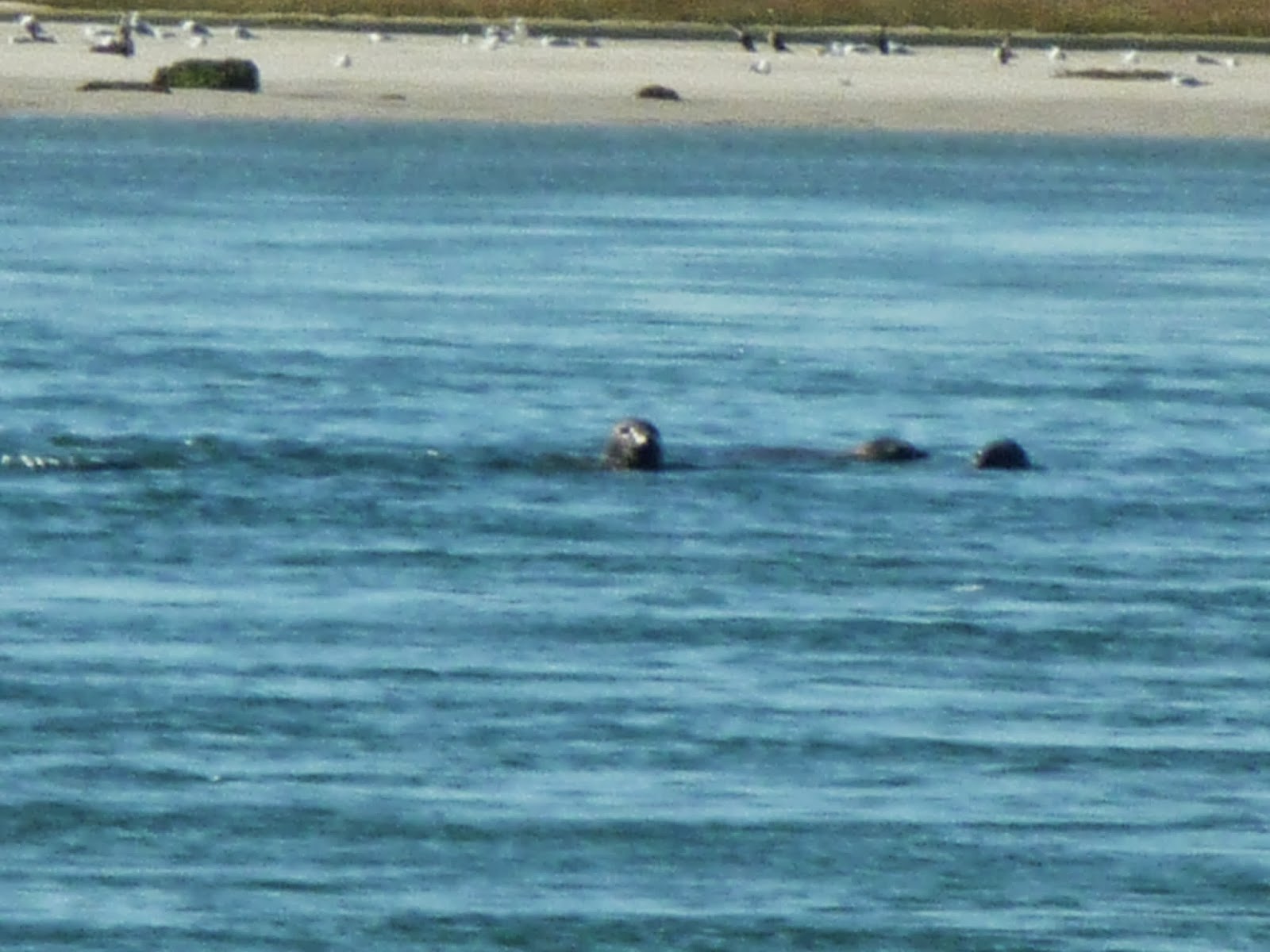 River Sister Kayaking with the seals in Eastham, Massachusetts