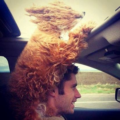 Dogs head out sun roof