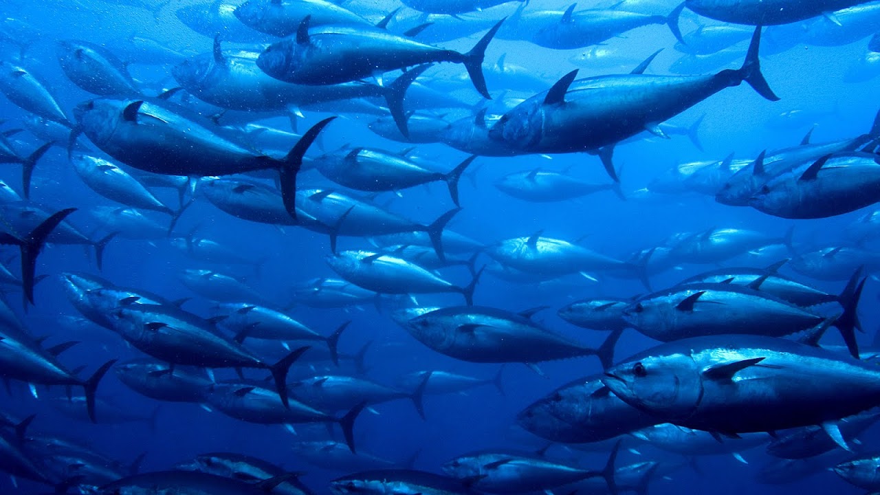 Why Is The Bluefin Tuna Endangered Danger Choices