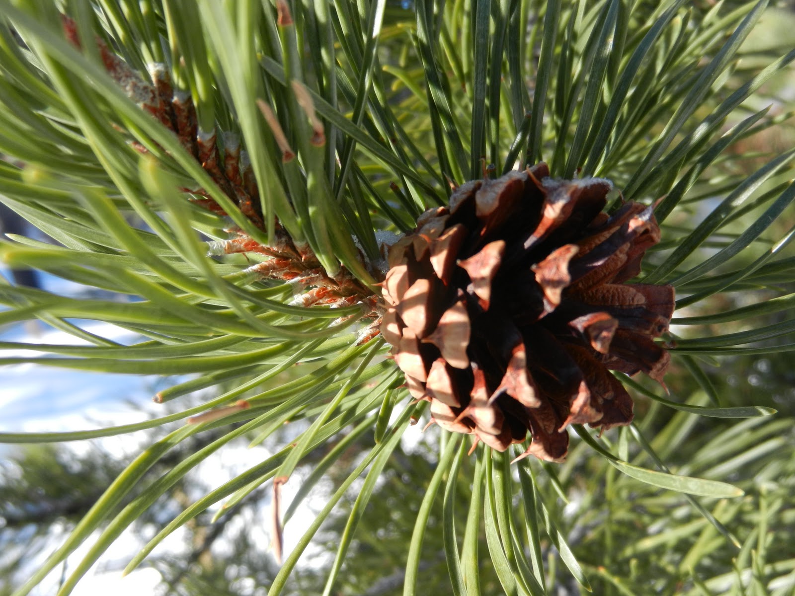 Fizzy Notions Lodgepole Pine