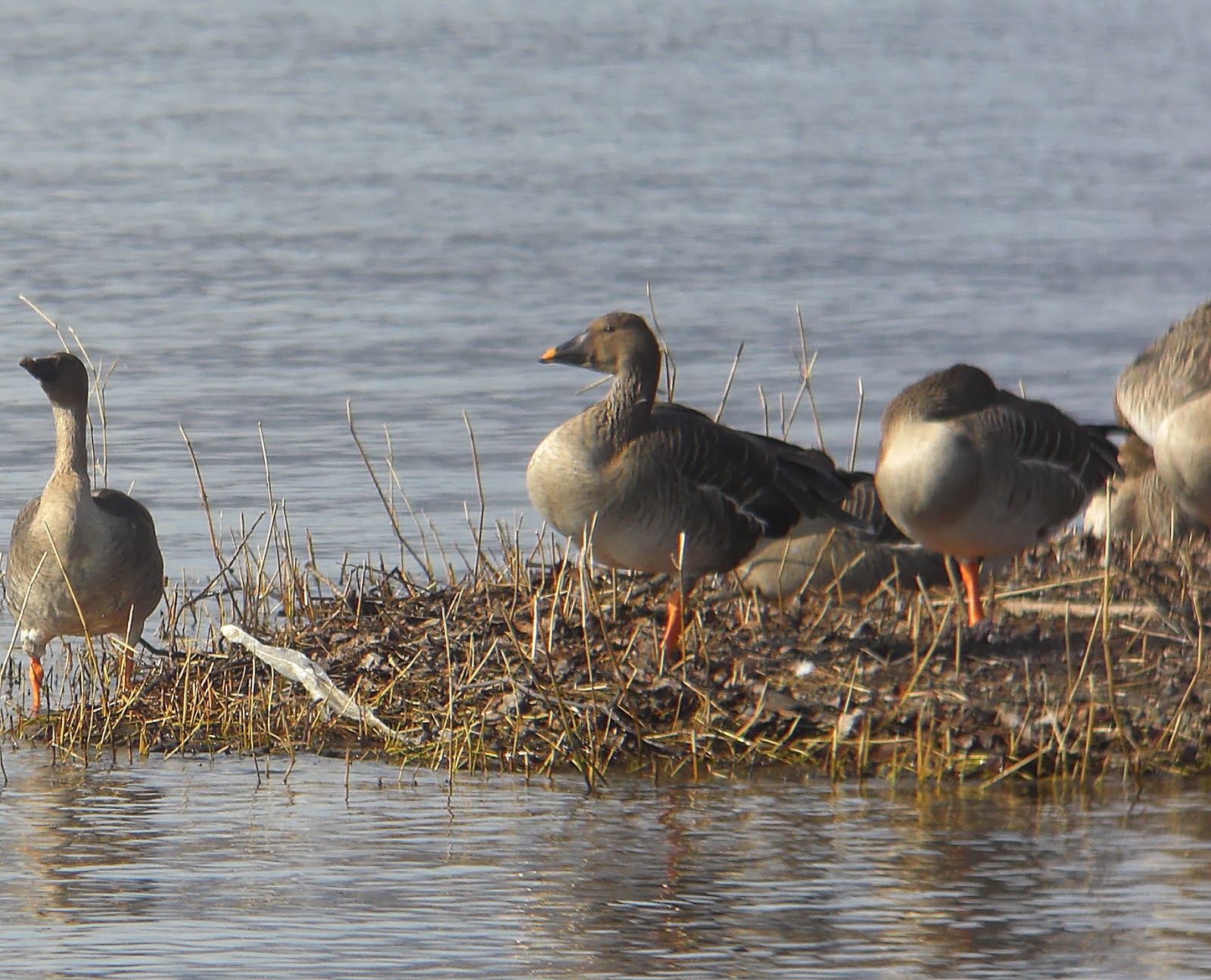 BIRDING Kyoto, Kansai and Japan Taiga (Middendorff's) Bean Goose on