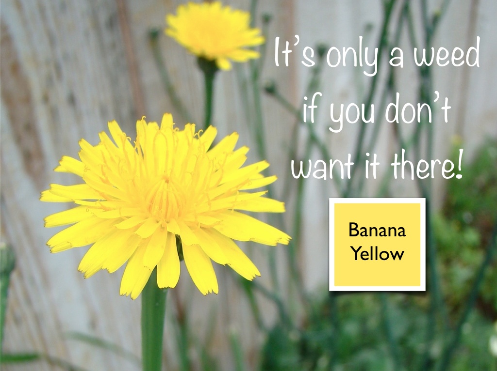 Color and The Queen City Banana Yellow • Benjamin Moore