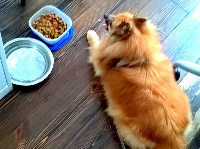 Barney the pomeranian goes to work with his dad