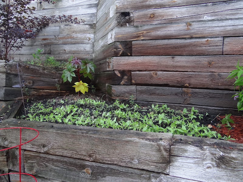 One Project at a Time - DIY Blog: Garden Updates