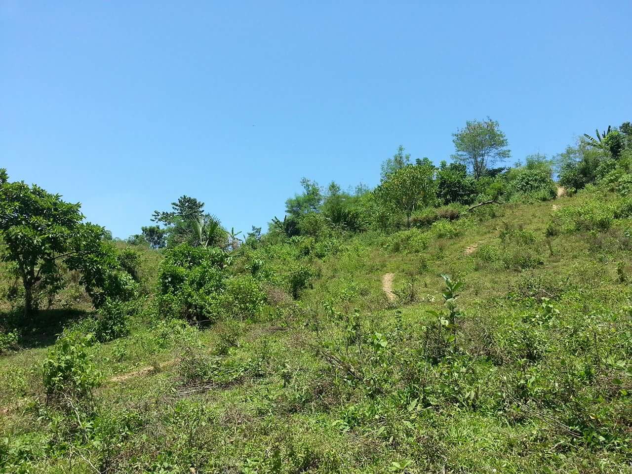 Agricultural Land for Sale in Villaba, Leyte Leyte Cebu Properties