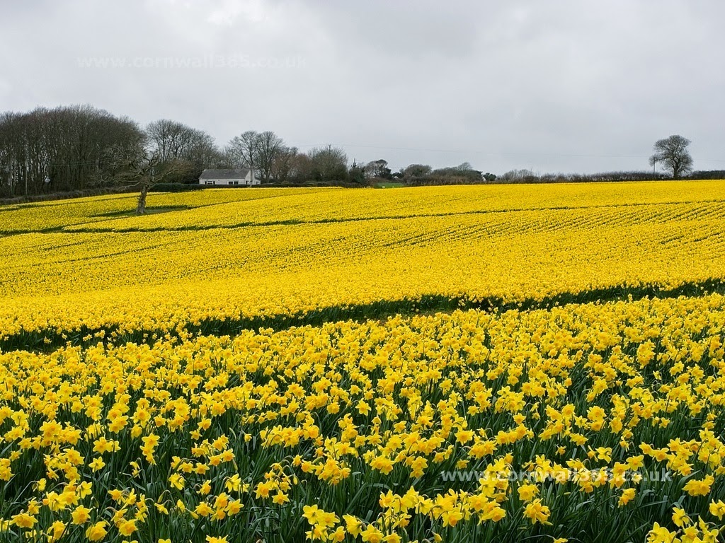 PROBABLE QUESTIONS FOR LESSON "THE DAFFODILS" Secondary Stage English