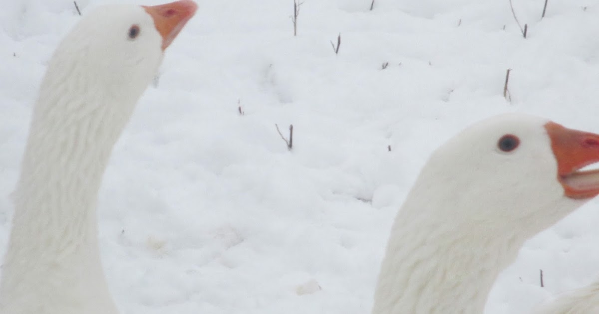 Raising Chickens Turkeys Ducks Together building a chicken pen