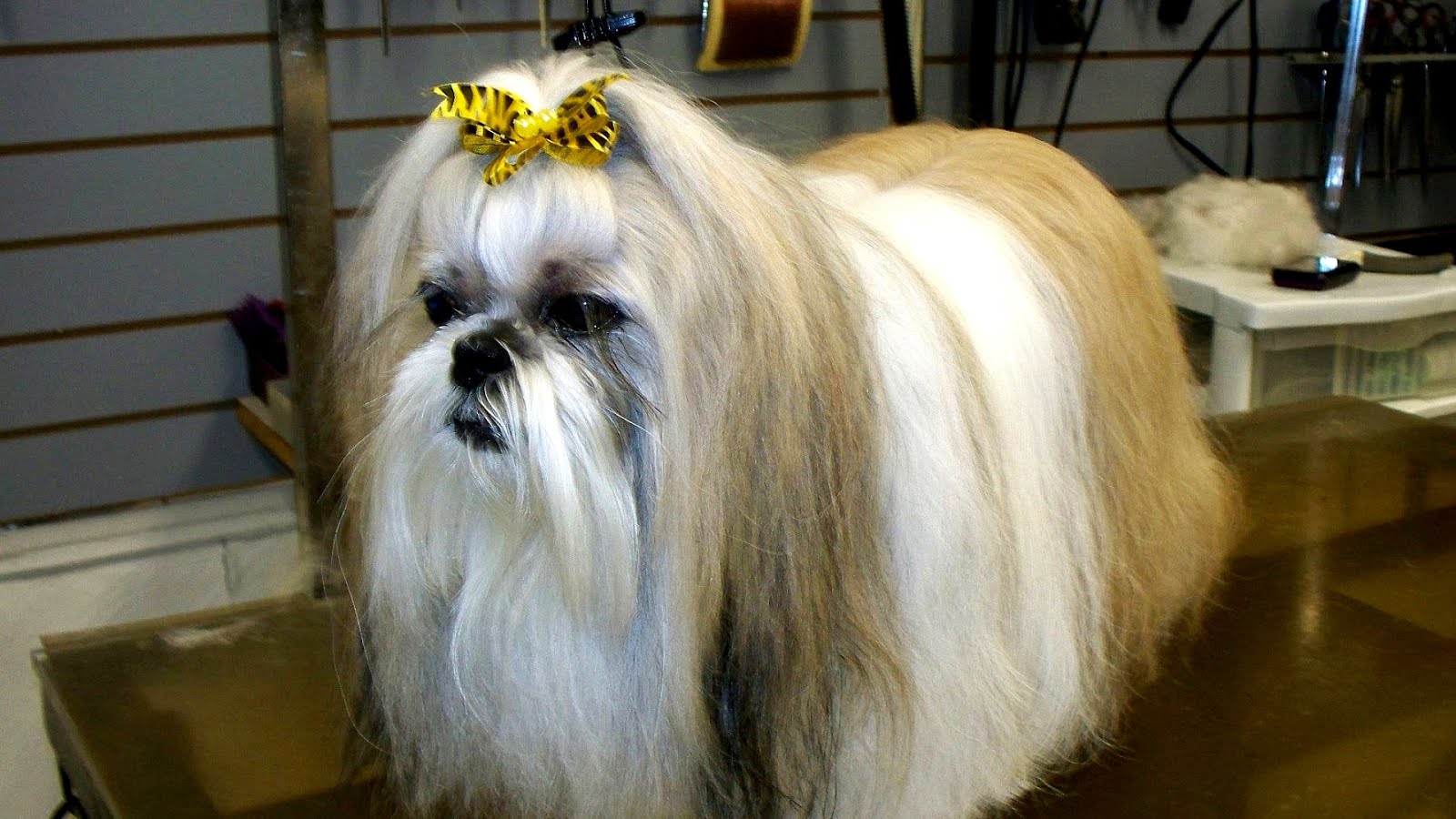 Top Dog Grooming Thousand Oaks of the decade Learn more here 