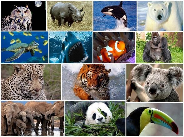 20 Animales Que Están En Peligro De Extinción renanurielochoa.blogspot.com