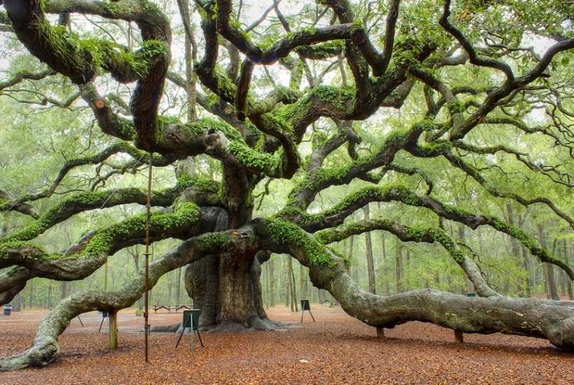 The 1,500 years old Fairy-Talesque Angel Oak Tree on Johns Island, South Carolina, USA