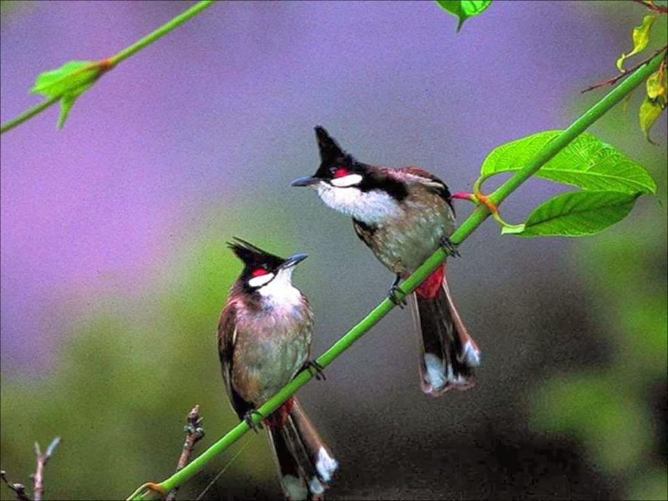Amazing Birds Renewable Energy Federation