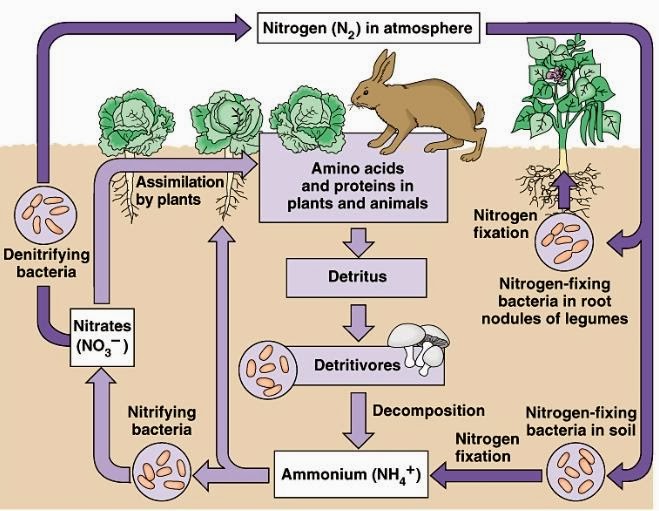 101 Proofs For God: #48 The Nitrogen Cycle