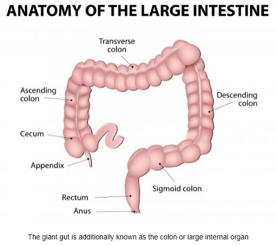 Medical News Report Colorectal Cancer Causes Symptoms And Treatments