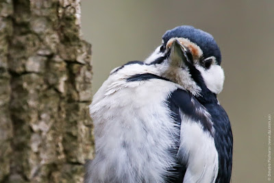 Большой пестрый дятел. Great Spotted Woodpecker. Dendrocopos major