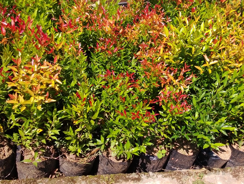 POHON PUCUK MERAH | HARGA POHON PUCUK MERAH | PUCUK MERAH VARIGATA
