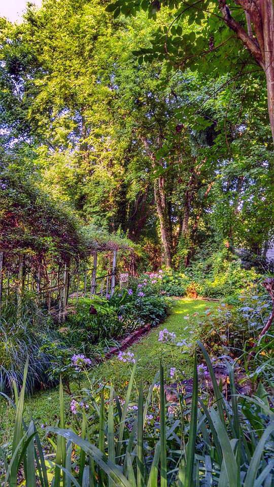 Early morning wet garden