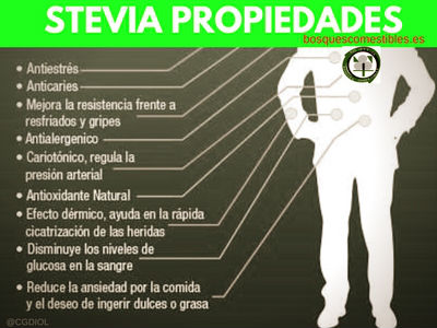 La Stevia tiene Propiedades Medicinales: Antioxidante, Antiestrés, Anticaries....