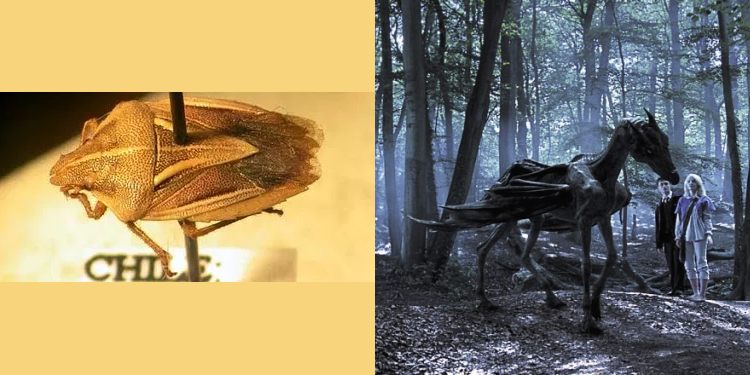 Stink Bug Harry Potter Name