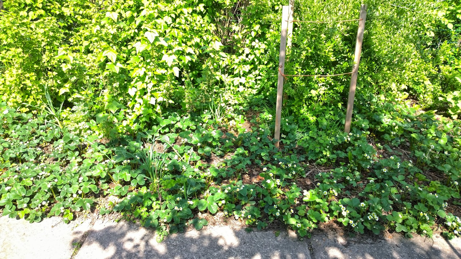 Erdbeerbeet und Goij-Beerenstrauch (c) by Joachim Wenk Erdbeerbeet und Goij-Beerenstrauch (c) by Joachim Wenk