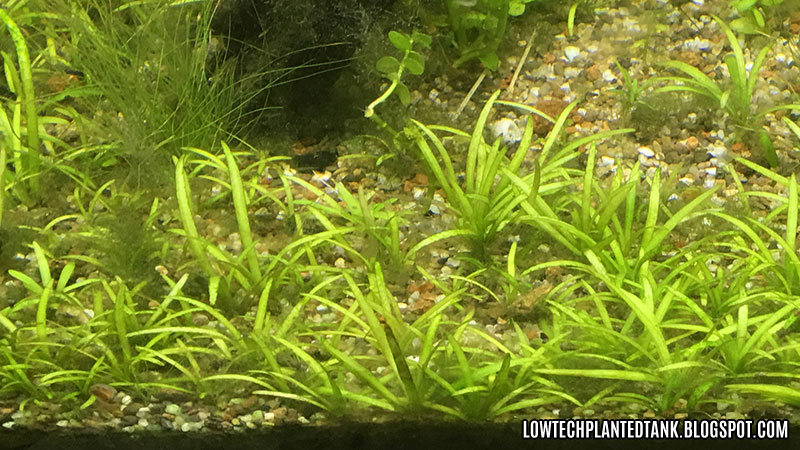 low tech tank