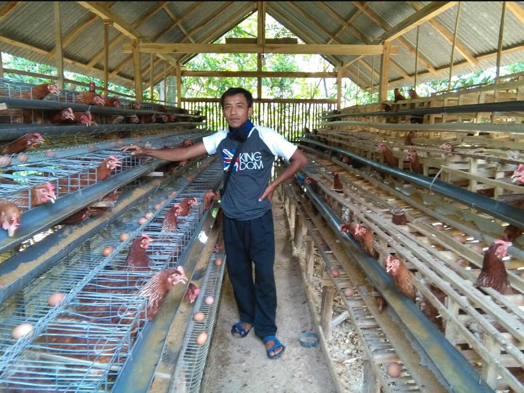 Modal Awal Ternak Ayam Petelur 100 Ekor Profbiaya Com